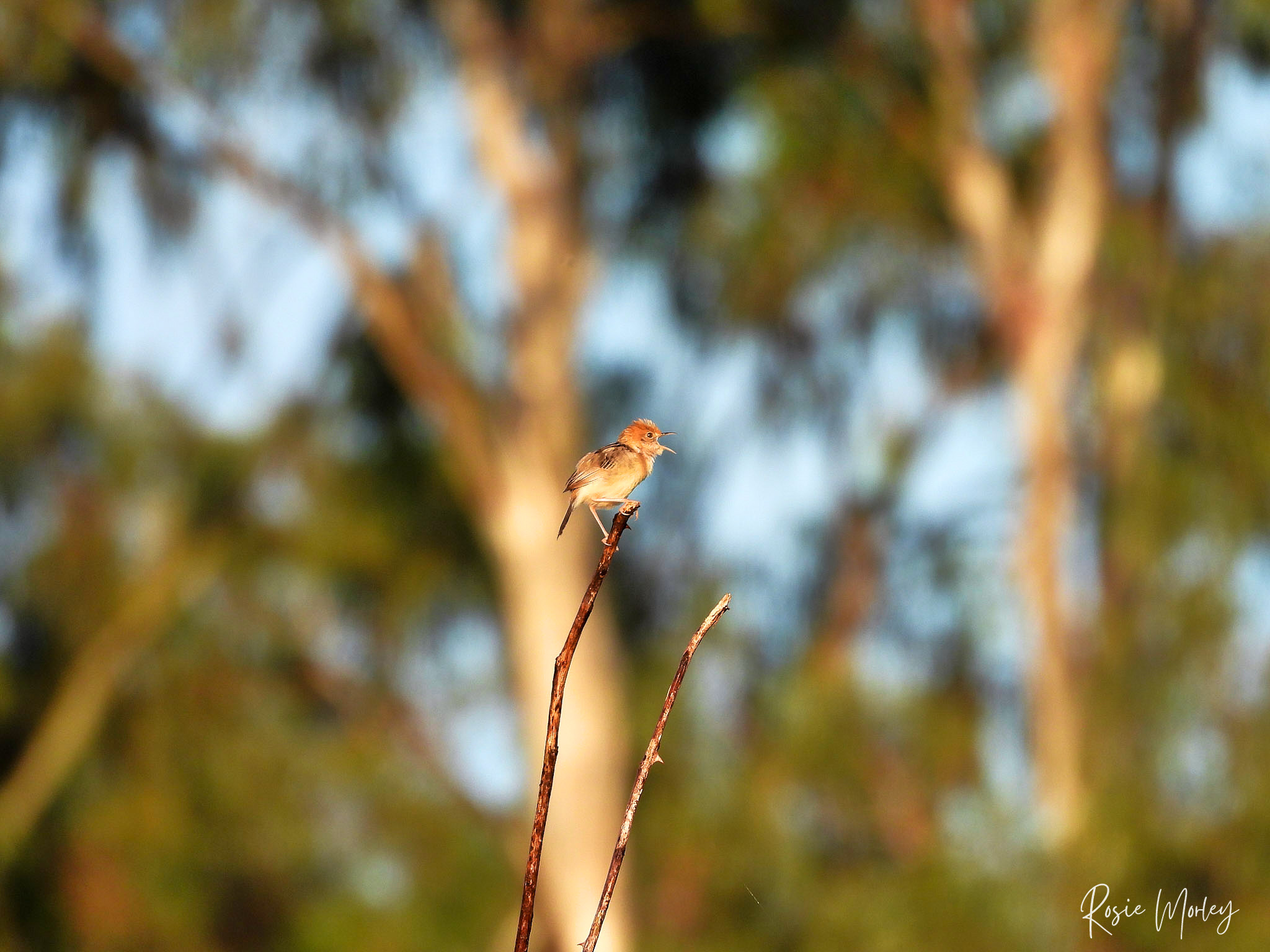 My new favourite place for birding: Archerfield Wetlands, 8–11 January 2025