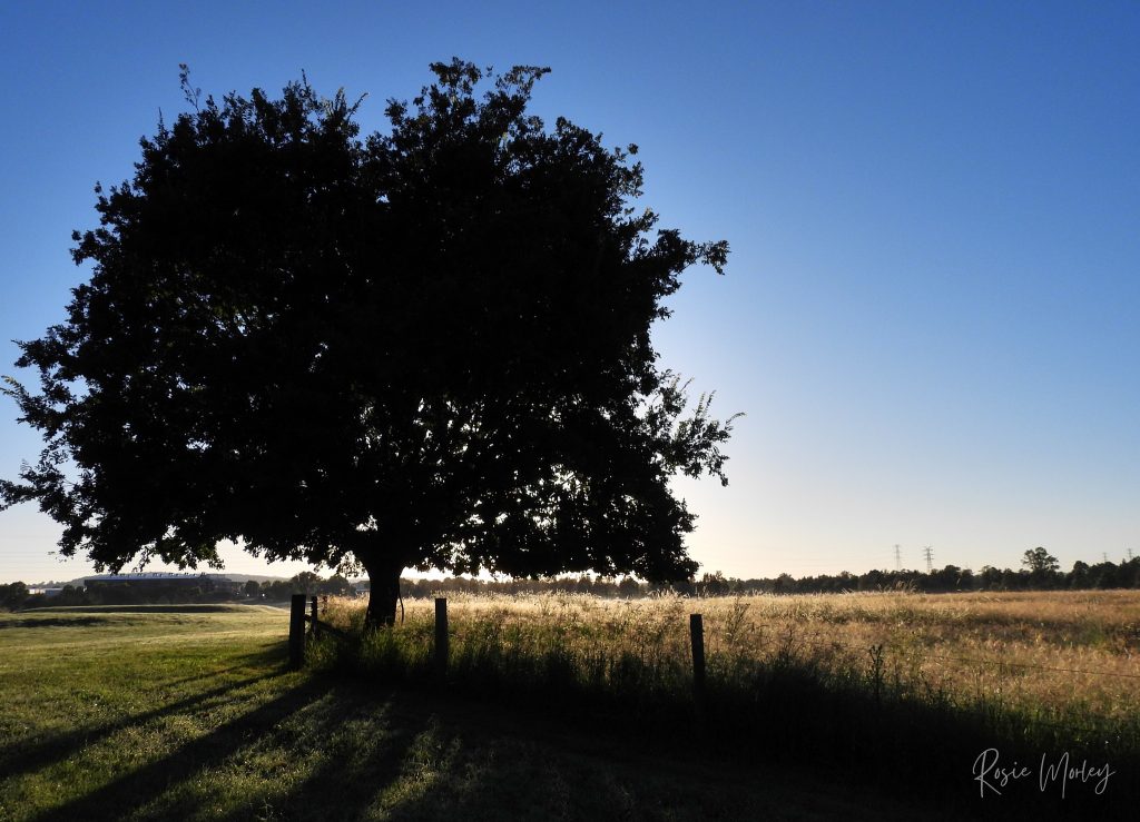 A big tree at Oxley Creek Common and a grass field with a fence