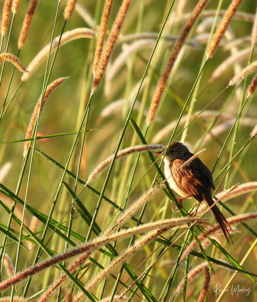 A tawny grassbird perched on a grass stalk