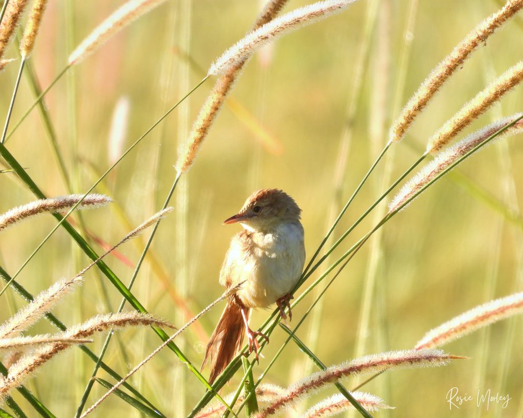 A tawny grassbird perched on a grass stalk