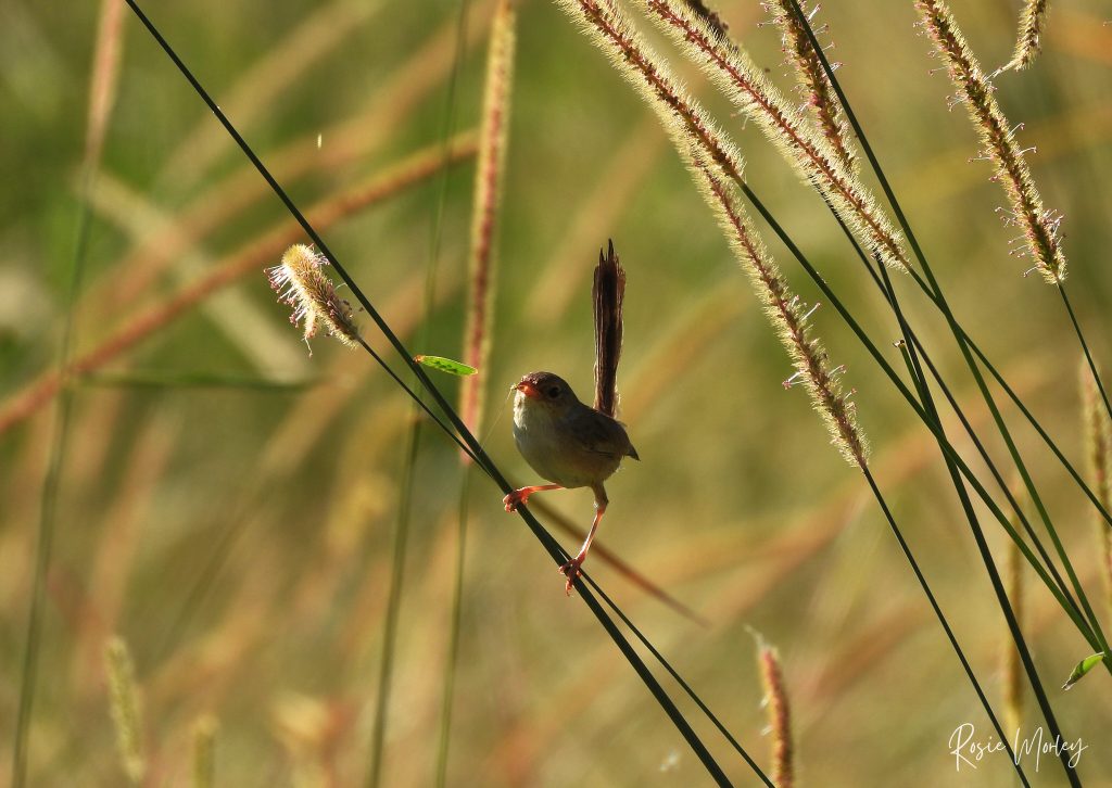 A female red-backed fairywren perching on a stalk of grass with a fiber in its beak