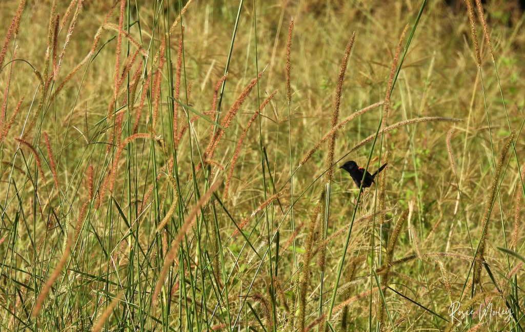 A male red-backed fairywren perching on a stalk of grass