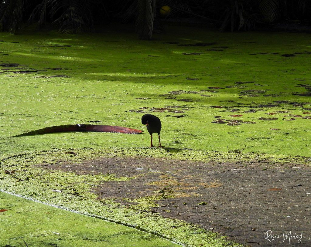 A male dusky moorhen standing on a green, algae-covered body of water