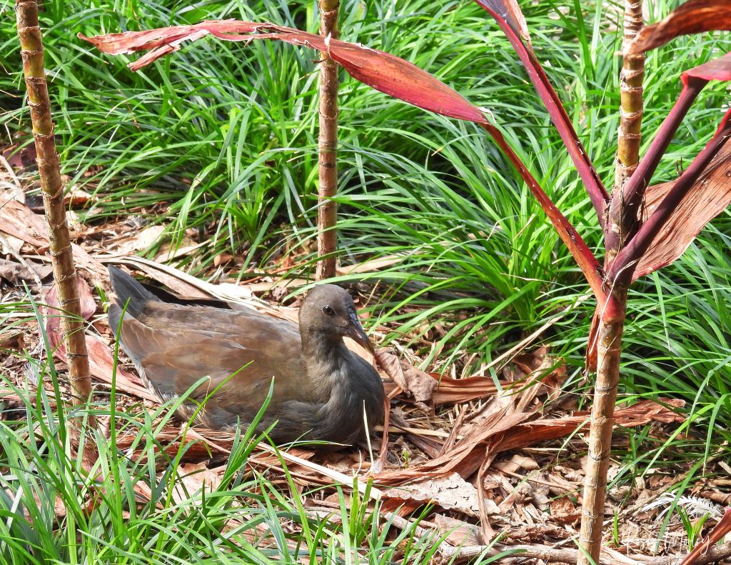 A female moorhen sitting in a garden