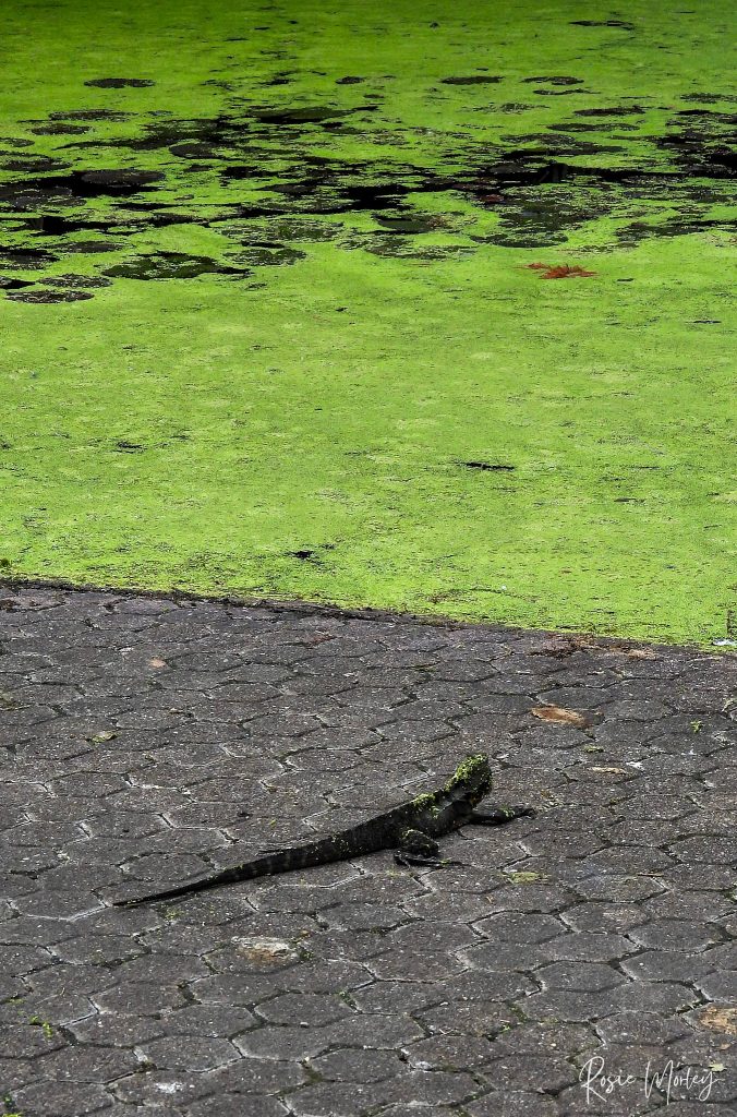 A water dragon sitting on a path with a green, algae-covered body of water in the background