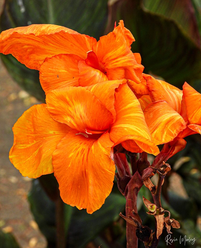 An orange flower