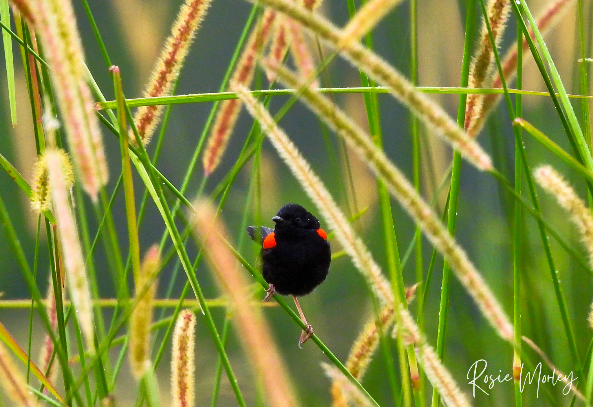 A mini bird walk: Oxley Creek Common, 11 January 2025