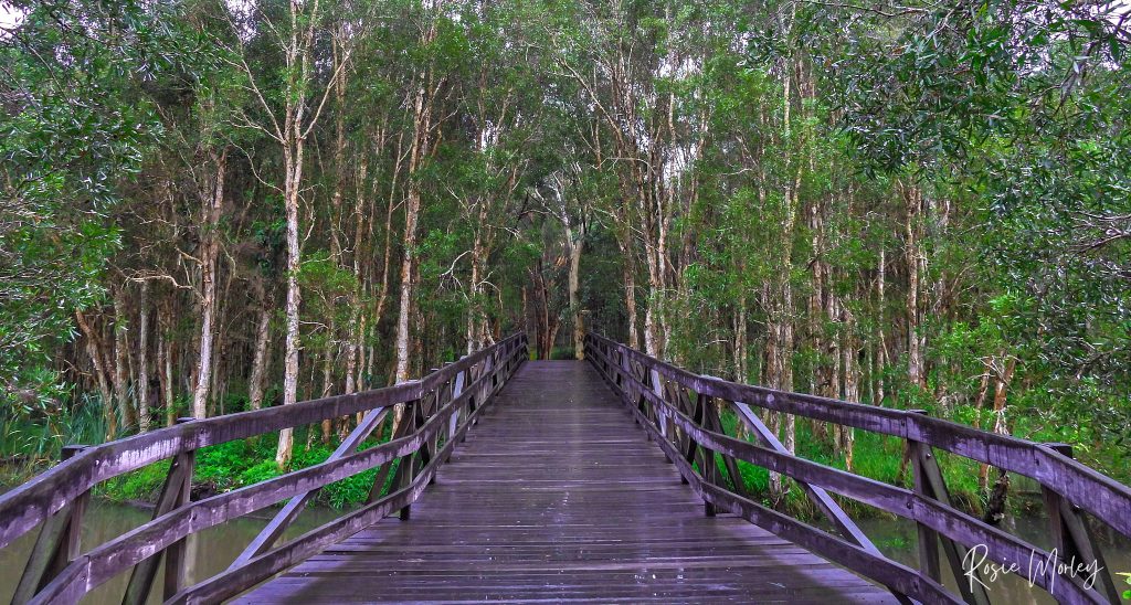 A bridge that leads into a forest