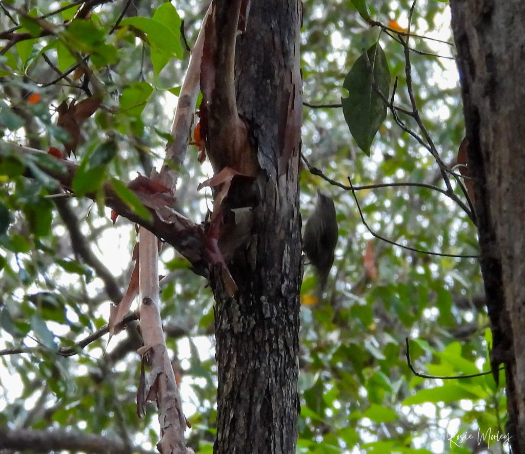 A blurry white-throated treecreeper on the side of a tree