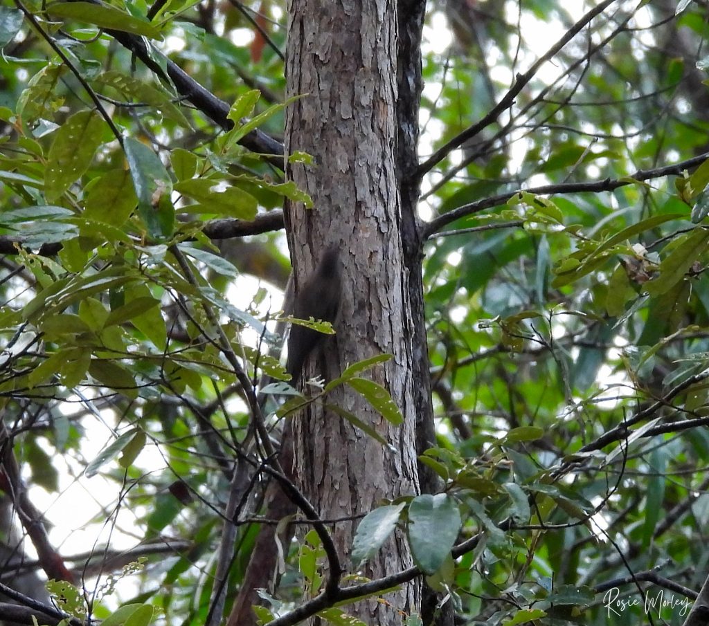 A blurry white-throated treecreeper on a tree