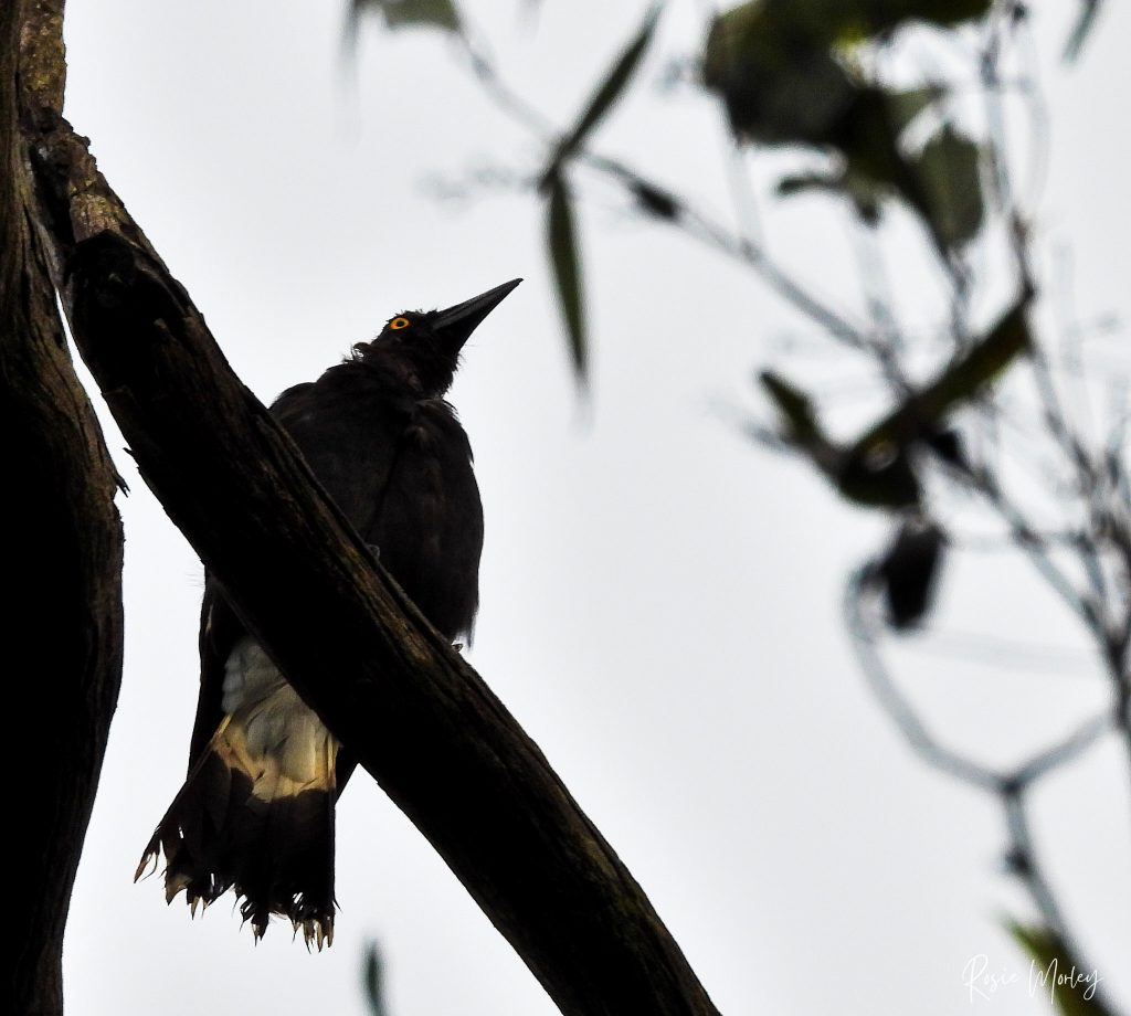 A pied currawong on a branch