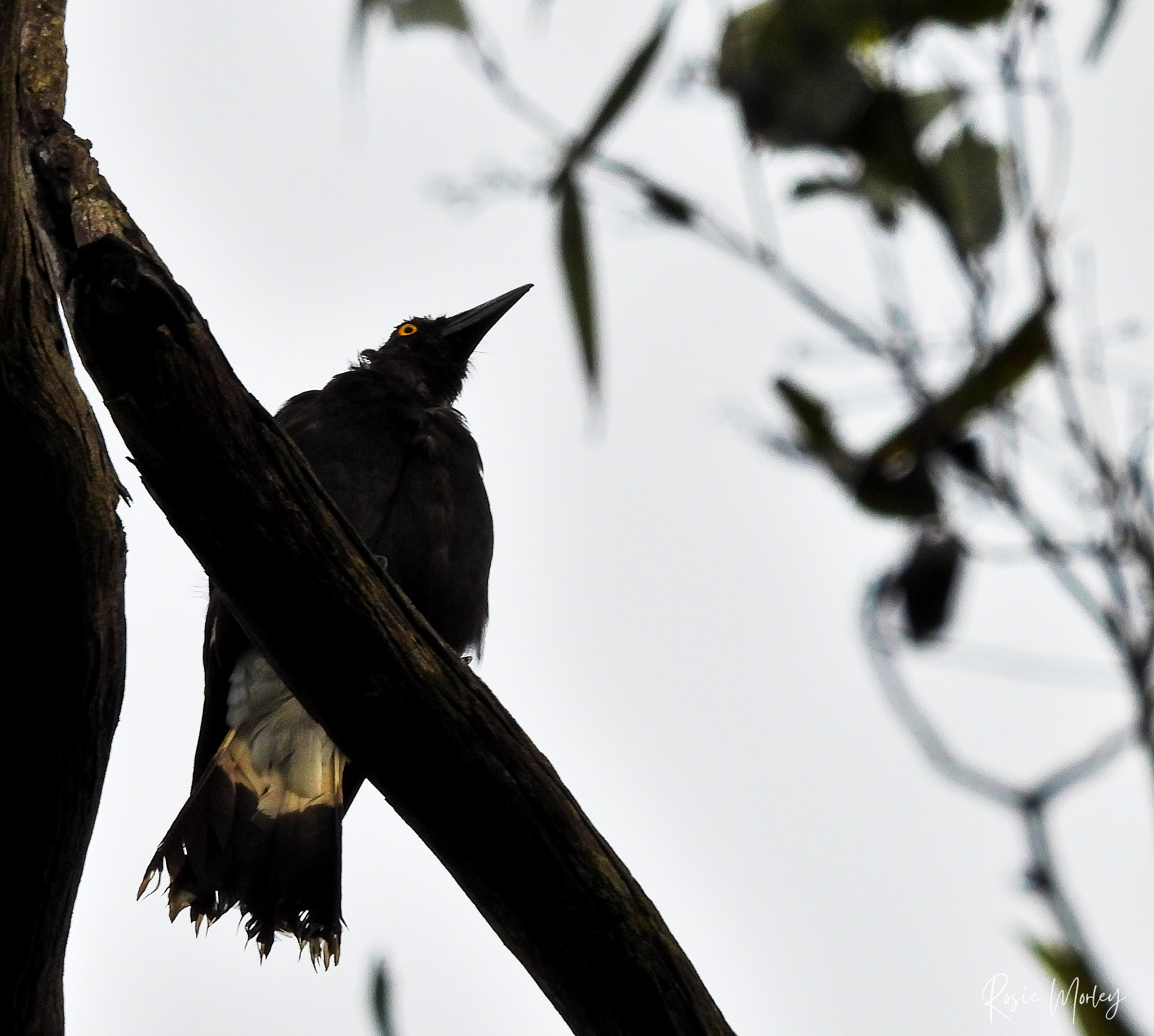 Early morning quiet: Karawatha Forest (Stretton Recreation Reserve), 12 January 2025