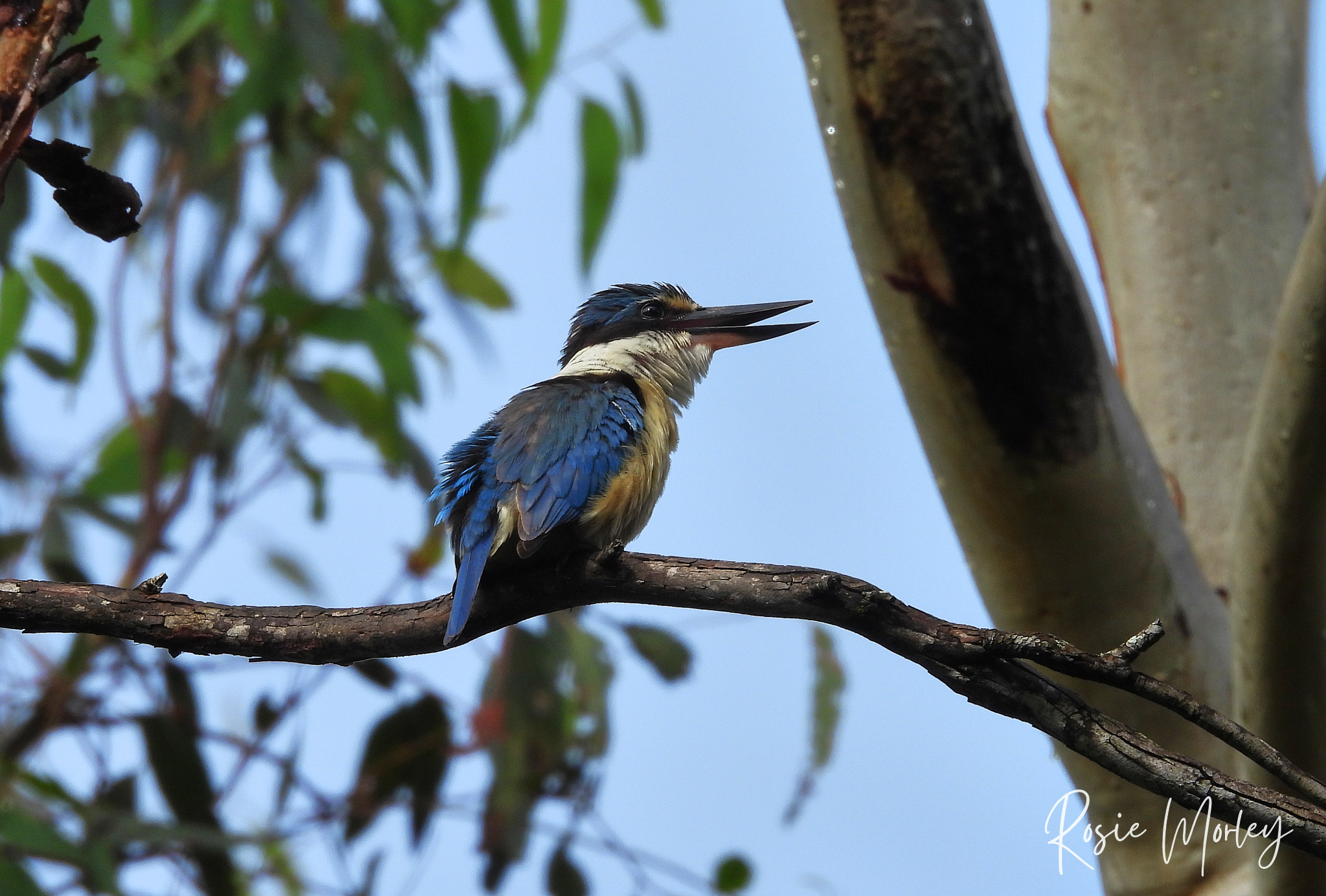 A slow circuit in the rain: Berrinba Wetlands, 12 January 2025