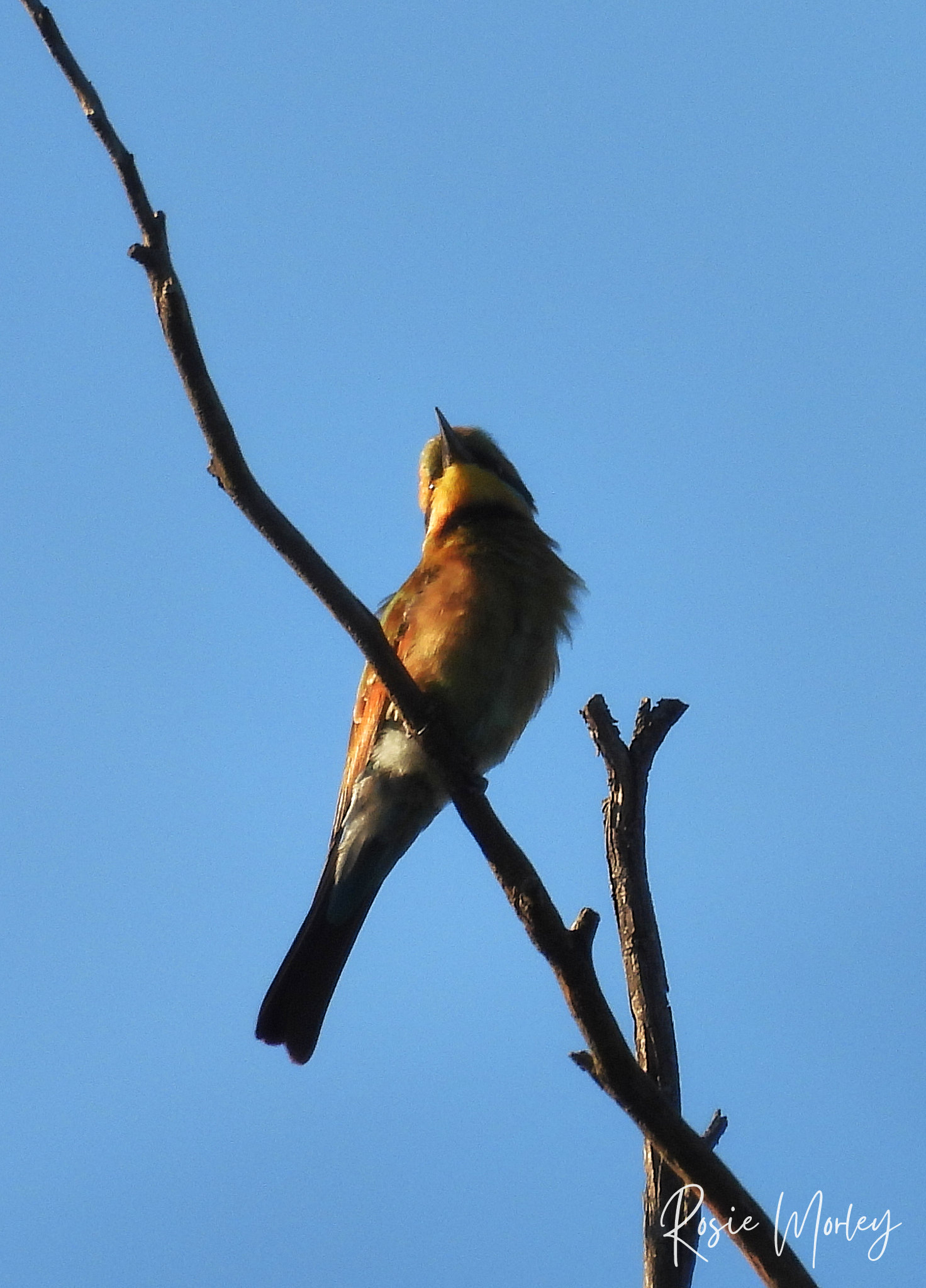 Trek through a city wilderness: Toohey Forest, 13 January 2025