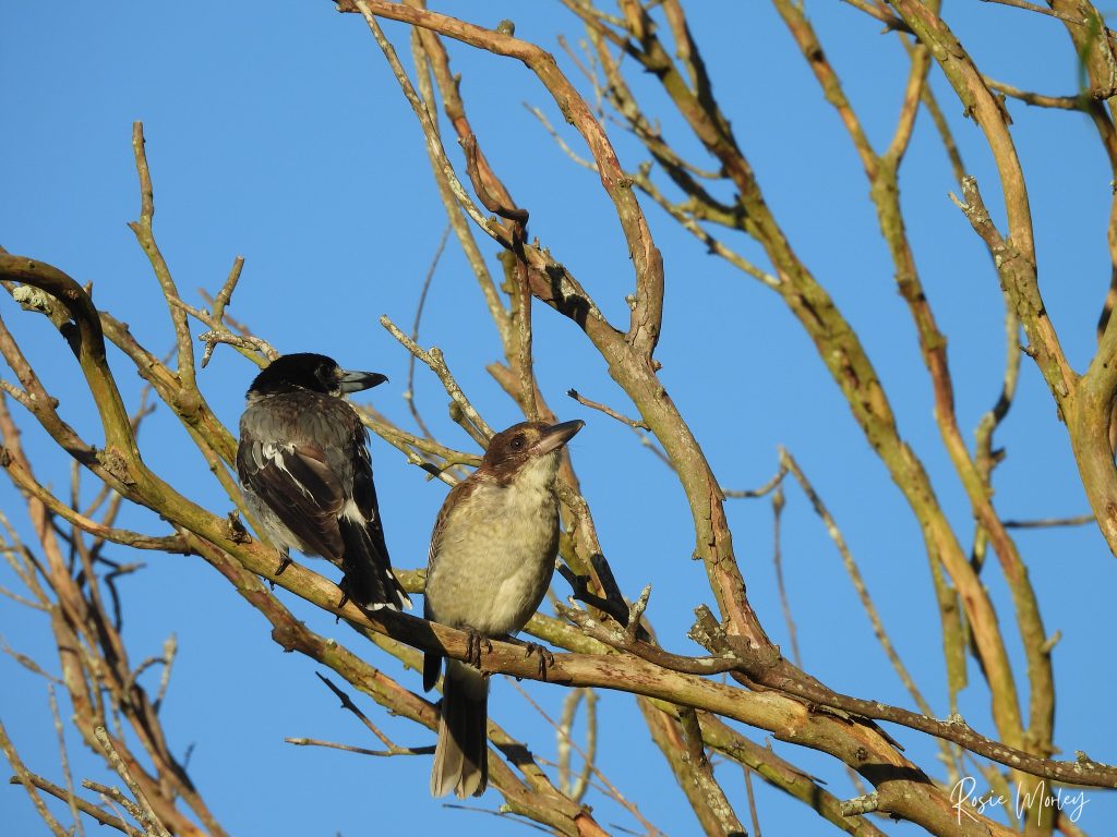 Two butcher birds sitting on a tree branch