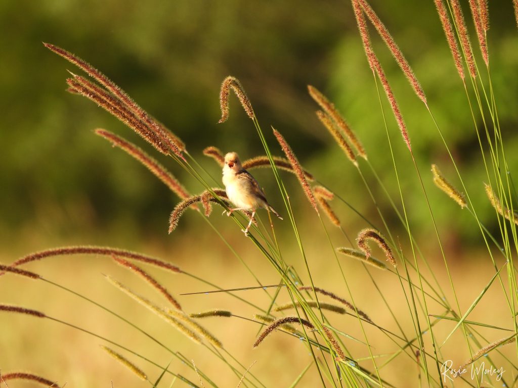 A golden-headed cisticola perched on a stalk of grass, mouth open in a call