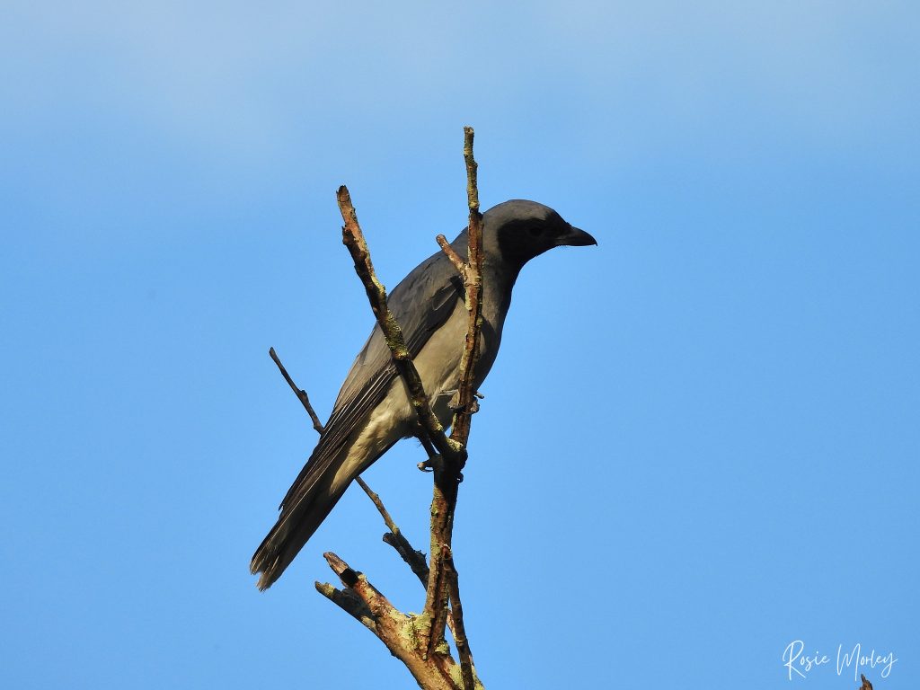 A black-faced cuckooshrike perched on a tree branch