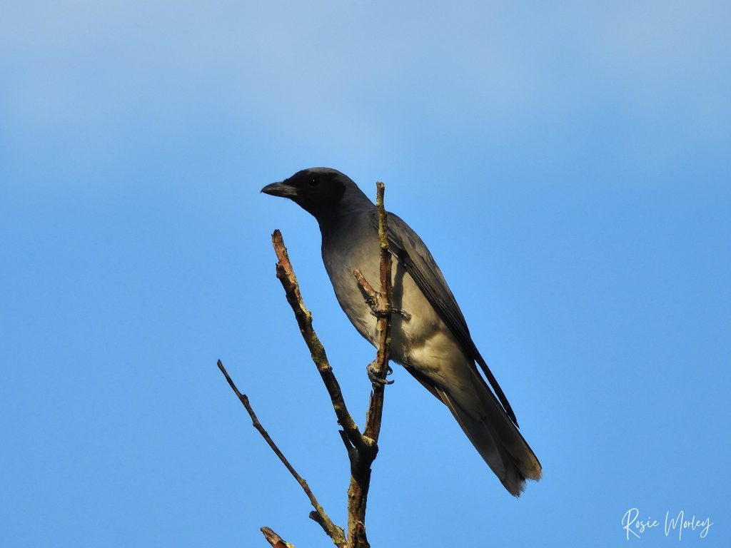 A black-faced cuckooshrike perched on a tree branch