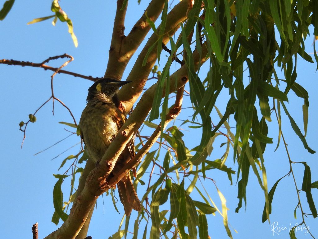 A Lewin's honeyeater perched on a tree branch