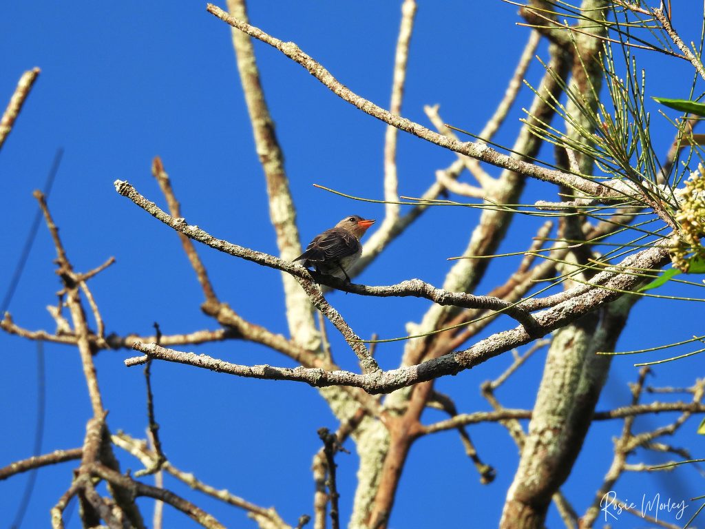 A mistletoebird perched on a tree branch