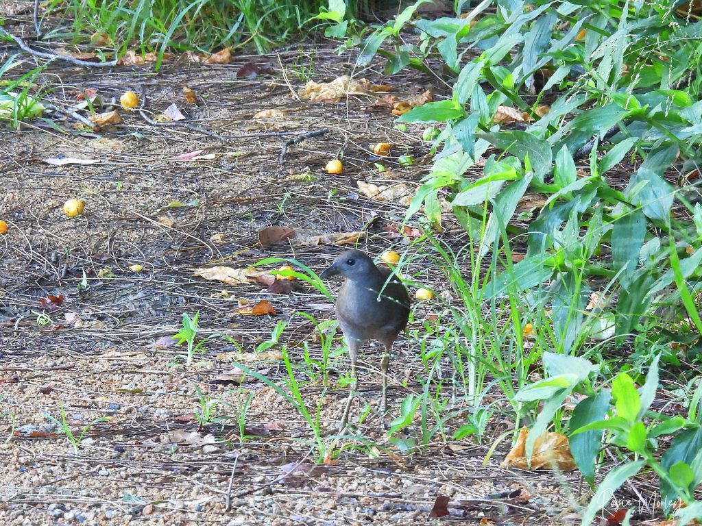 A pale-vented bush-hen on the ground