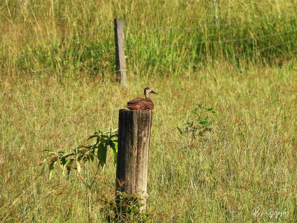 A pacific black duck sitting on a fence post