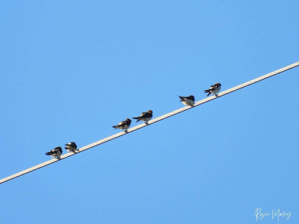 Six fairy martins perched on a powerline