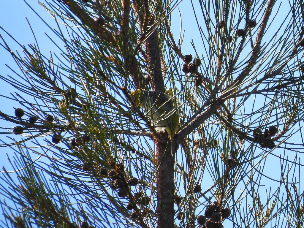 A silvereye in a tree, partially hidden by branches