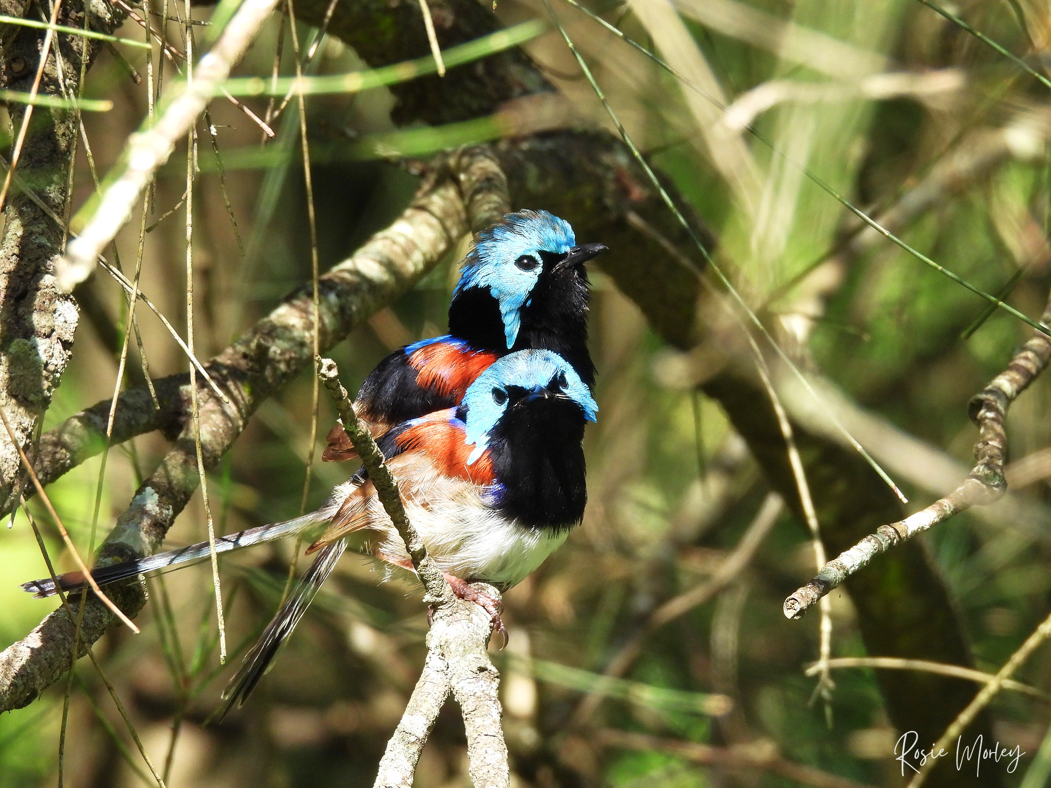 44 species and 11 lifers! A new PB: Oxley Creek Common, 18 January 2025