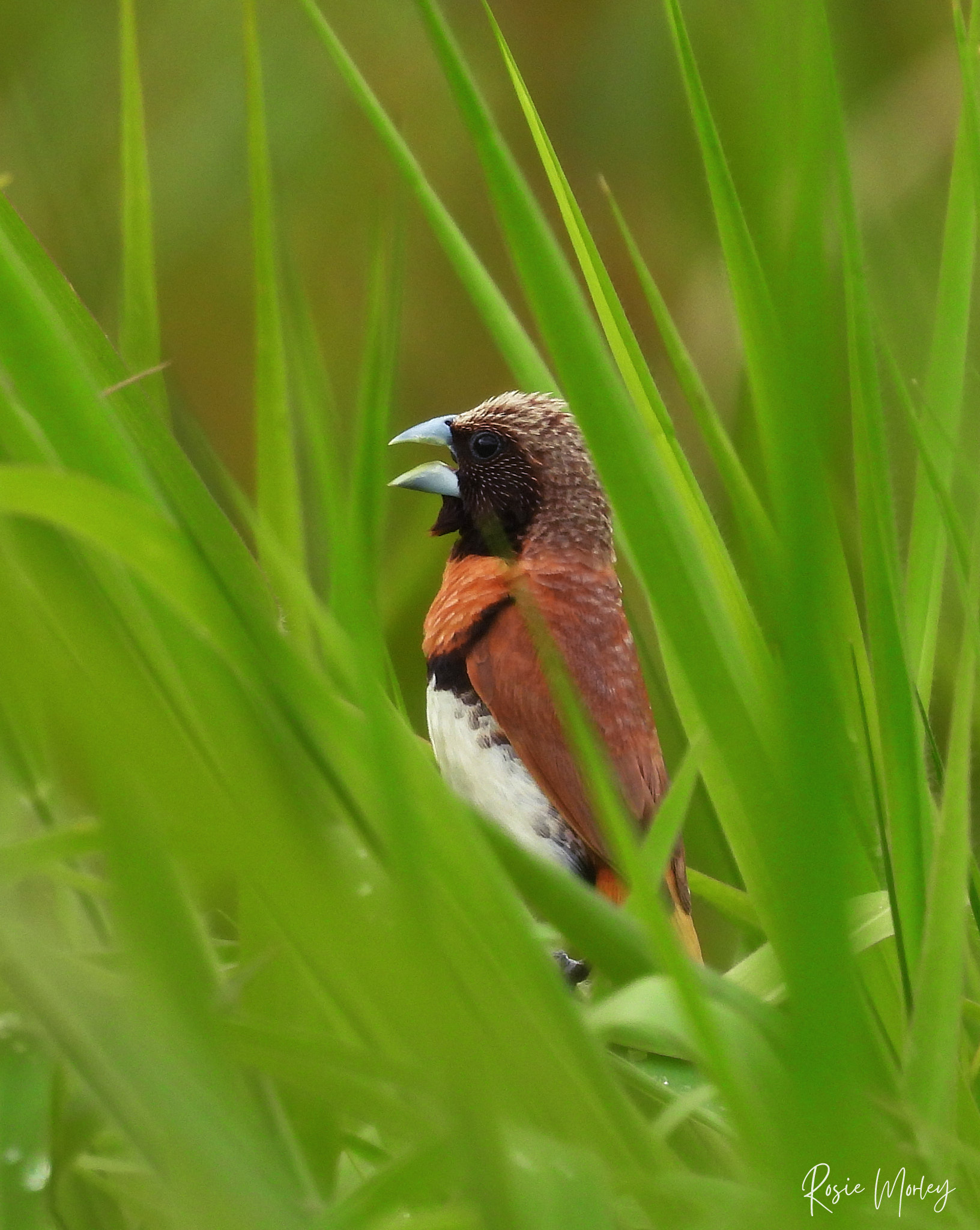 A family birding outing: Archerfield Wetlands, 19 January 2025