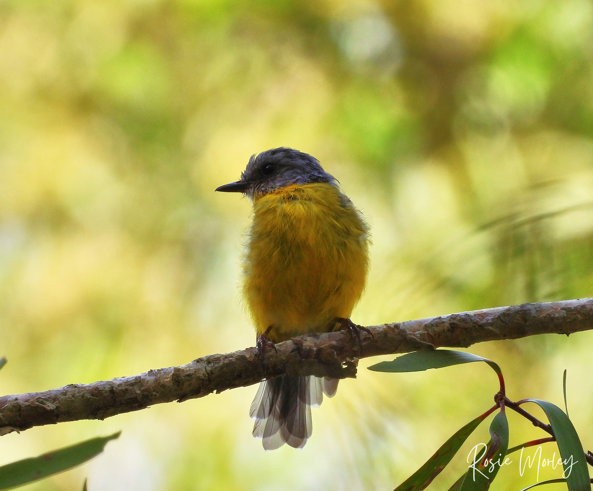 After-work bird walk: Karawatha Forest (Stretton Recreation Reserve), 20 January 2025