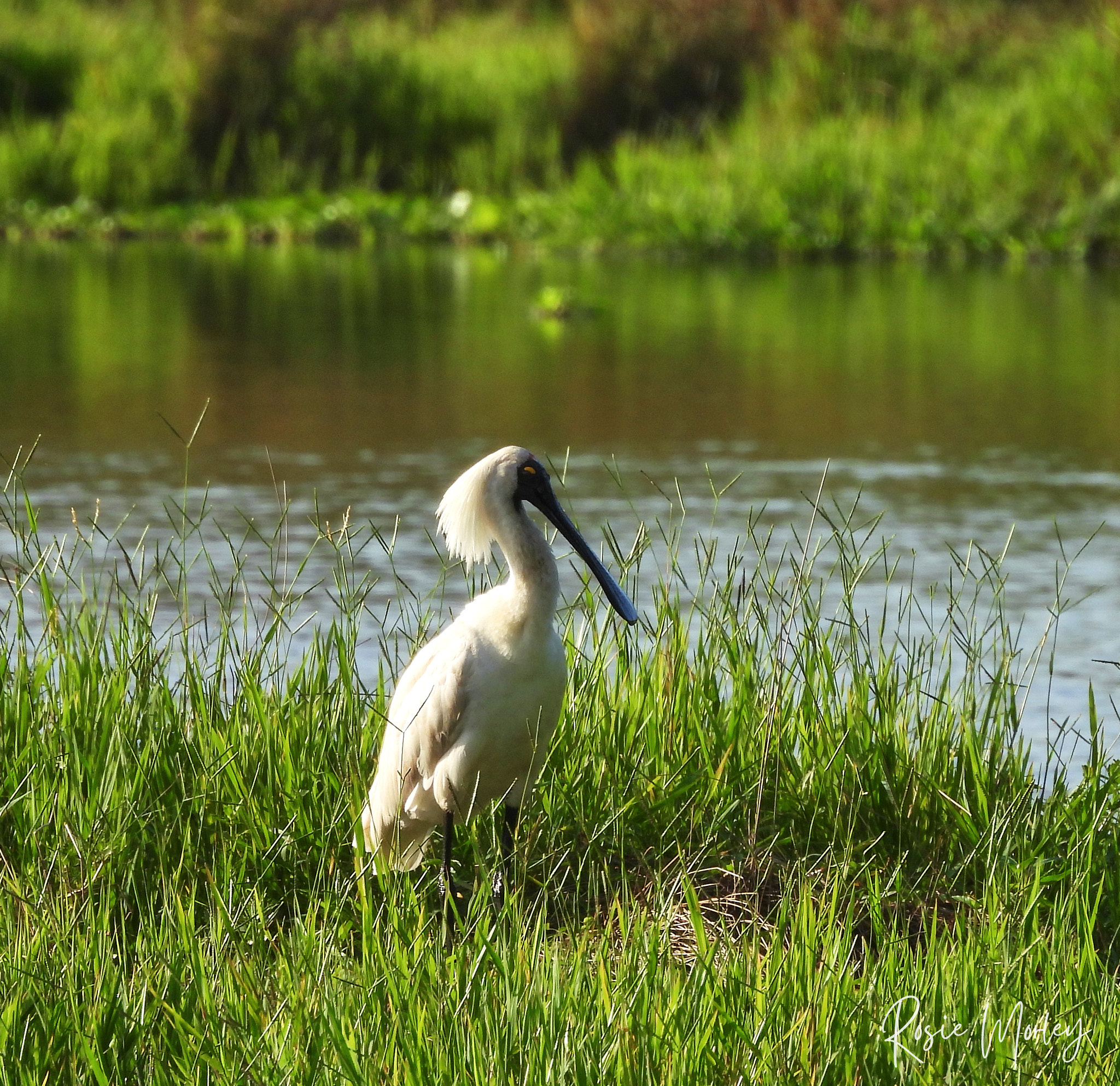 So many birds: Oxley Creek Common, 25 January 2025