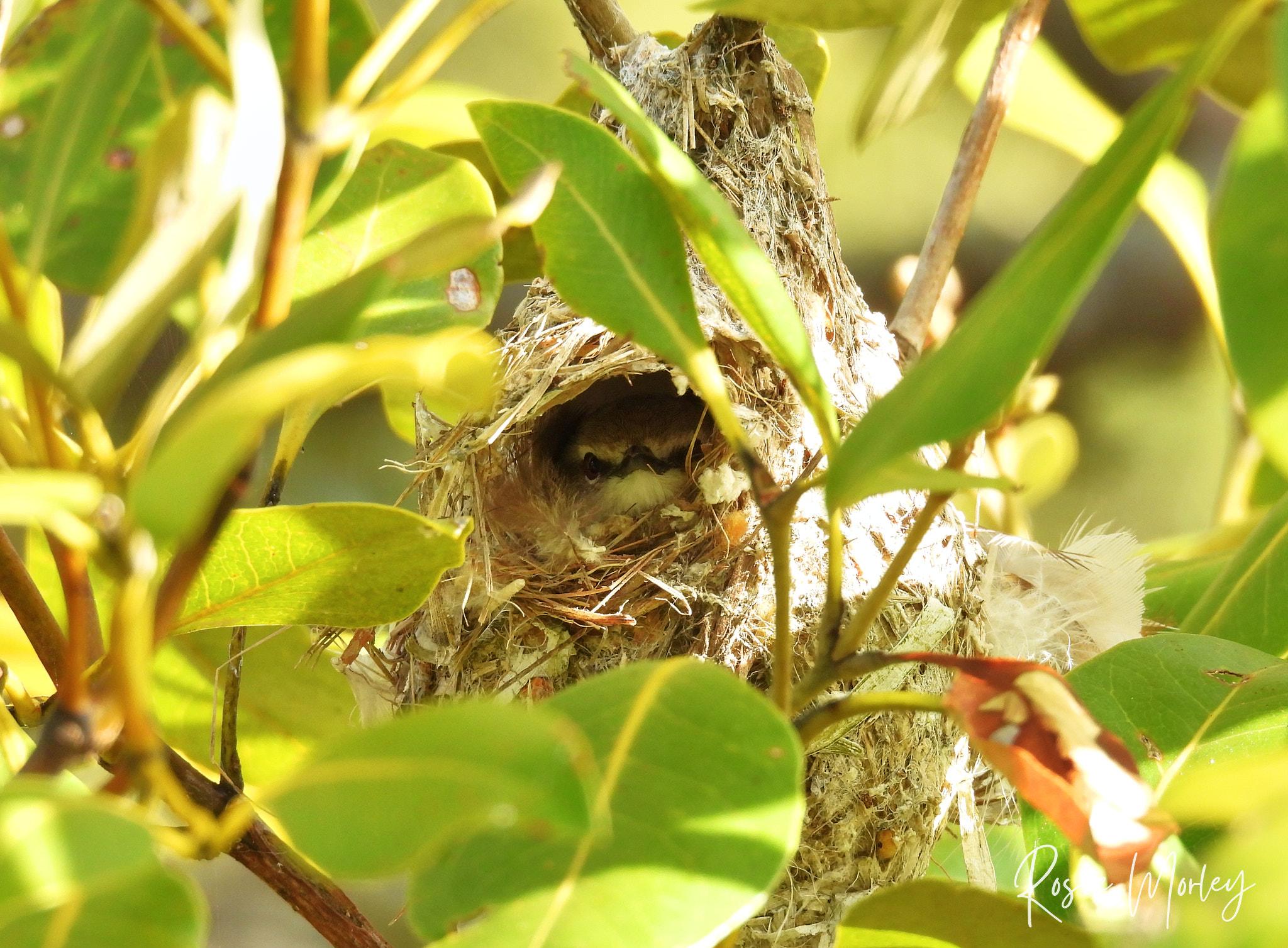 Three birding spots, one big morning: Wynnum Mangrove Boardwalk & Port of Brisbane, 27 January 2025