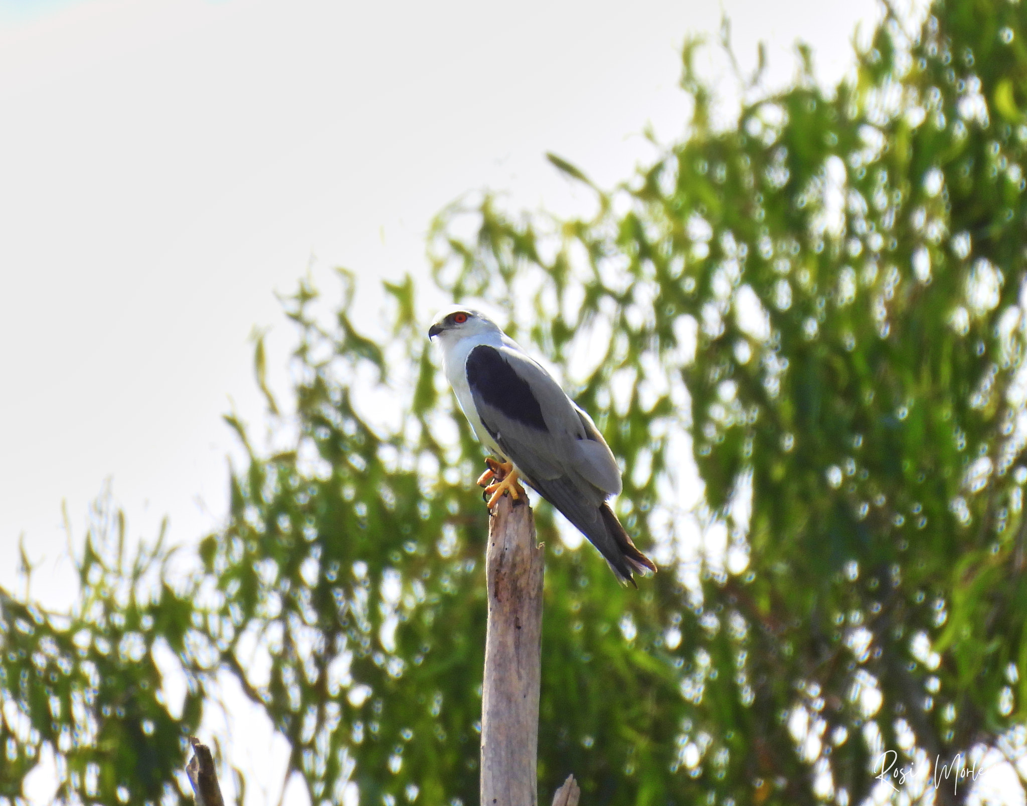 A hot but peaceful Friday morning: Archerfield Wetlands, 31 January 2025