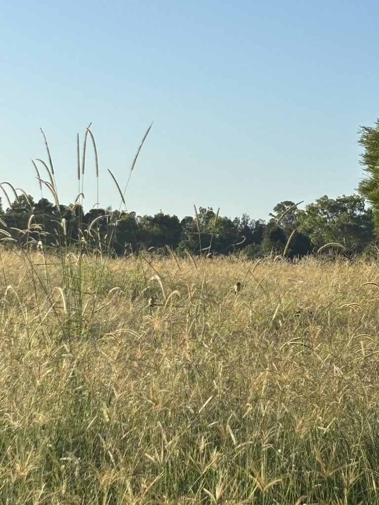 A field with two birds perched on grass stalks