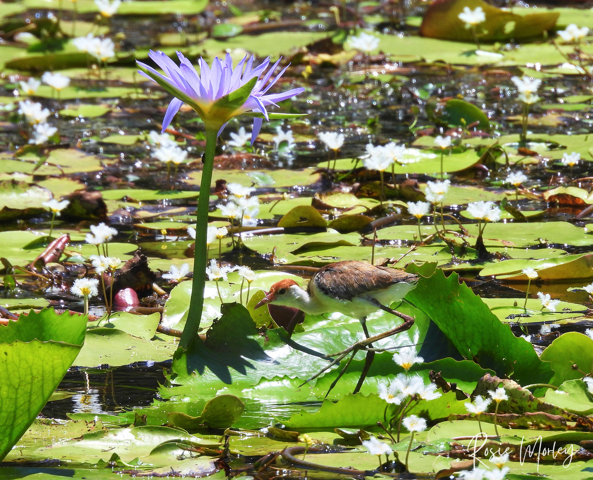 Back for more: Wynnum Mangrove Boardwalk & Sandy Camp Road Wetlands Reserve, 1 February 2025